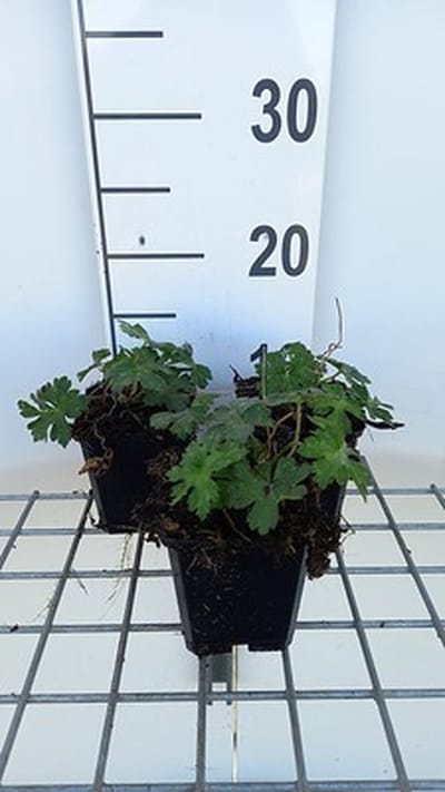 6x Ooievaarsbek - Geranium hybr. 'Sweet Heidy' | 9x9 cm pot