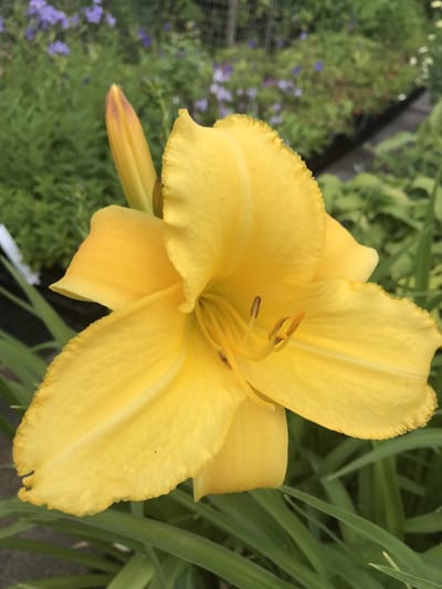 6 x Hemerocallis 'Mary Todd' - Daglelie - P9 Pot (9 x 9cm) - Dima Vaste Planten