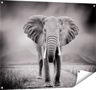 Gards Tuinposter Olifant - Zwart Wit - 100x80 cm - Tuindoek - Tuindecoratie - Wanddecoratie buiten - Tuinschilderij