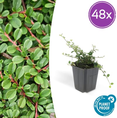 Tuinplantenshop.com | Cotoneaster pr. 'Streib's Findling' | 48 stuks - Ø9cm - 10-25cm hoog - Tuinplant