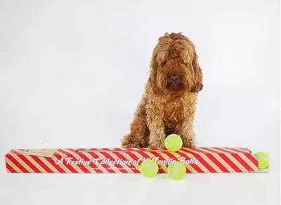 Cupid & Comet Yard Of Tennis Balls for Dogs -Contains 14 Balls