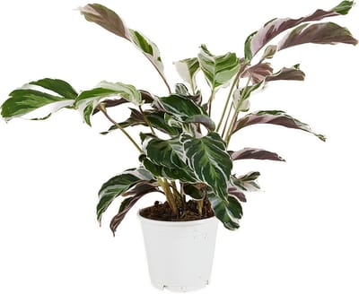 Bloomique - Calathea White Fusion - Pauwenplant - Kamerplanten - Luchtzuiverend - Gemakkelijk in onderhoud - Hoogte 40-50 cm - Pot 14cm