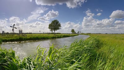 Fotobehang van rietkraag langs de Linge 250 x 260 cm - € 175,--