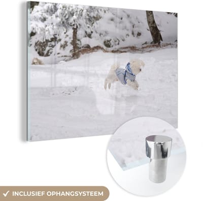 ® Glasschilderij 180x120 cm - Schilderij acrylglas - Maltezer hond springend in de sneeuw - Foto op glas - Muurdecoratie woonkamer - Wanddecoratie slaapkamer - Schilderijen