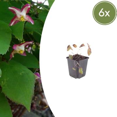 Tuinplantenshop.com | Epimedium rubrum | 6 stuks - Ø9cm - 10-25cm hoog - Tuinplant