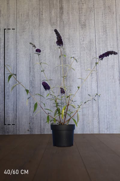 Plants Online - Haagplanten - Heesters - Vlinderstruik 'Black Knight' - Pot 40-60 cm - set van 10 - Bladverliezend - Bloeiende plant - Geurend - Informele haag - Insectenlokkend