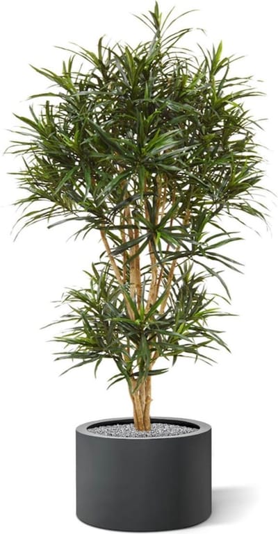 Draceana Reflexa Anita kunstboom 160cm