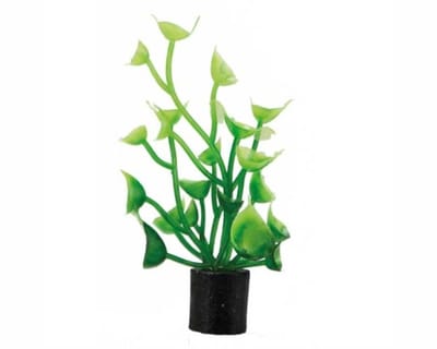 Hobby Plant Cardamine Mini