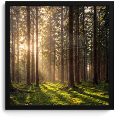 Poster in lijst - Fotolijst 40x40 cm - Posters - Bos - Gras - Zonlicht - Posterlijst zwart - Decoratie - Wanddecoratie woonkamer - Muurdecoratie slaapkamer