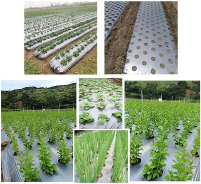 Folie voor Kas - Perforatie folie - Planten beschermen - Scheurvast PE materiaal - 95 cm breed - Transparant