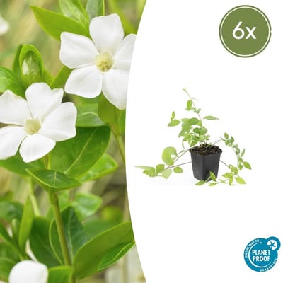 Trendyplants - Vinca major 'Alba' - 6 stuks - Grote Maagdenpalm - Winterhard - Hoogte 10-30 cm - Potmaat Ø9cm