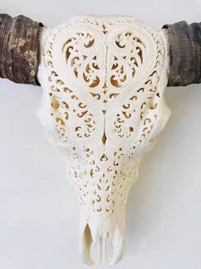 Skull buffelschedel - SKULL - Skull voor aan de muur - Buffelschedel - Wanddecoratie - Dierenschedel - Dierenhoofd - Cadeau - Decoratie - Echt - 90 cm breed