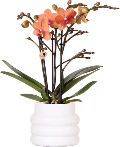 Kolibri Orchids | Oranje Phalaenopsis orchidee - Mineral Bolzano + Bubble pot white - potmaat Ø9cm | bloeiende kamerplant - vers van de kweker -