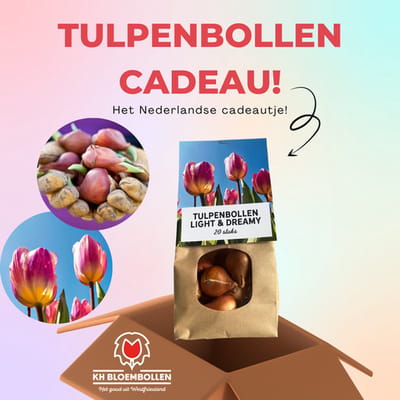 Tulpenbollen Light and Dreamy – 20 Stuks | KH Bloembollen® | Prachtige Pastelkleuren – Voor Tuin of Pot – Maat 11/12 – Vers van de Teler!