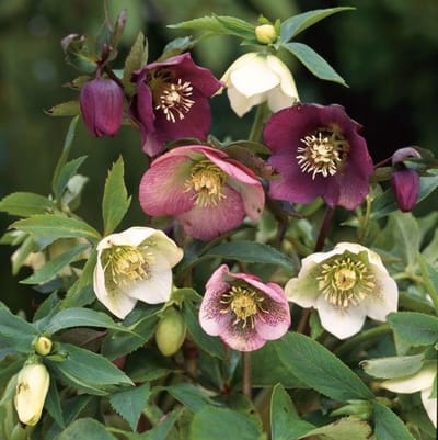 50 x Oosters Nieskruid Paars|Rood - Bloeiende Vaste Plant - Helleborus orientalis in 9x9cm pot met hoogte 5-10cm