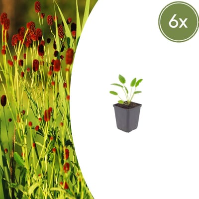 Tuinplantenshop.com | Sanguisorba o. 'Tanna' | 6 stuks - Ø9cm - 10-25cm hoog - Tuinplant