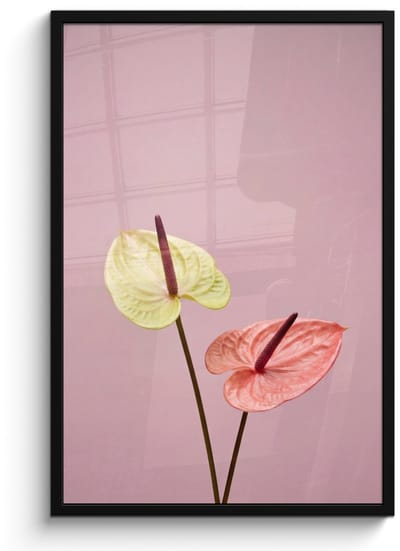 Poster in lijst - Fotolijst 60x90 cm - Posters - Bloemen - Anthuriums - Geel - Roze - Posterlijst zwart - Decoratie - Wanddecoratie woonkamer - Muurdecoratie slaapkamer