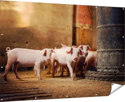 Gards Tuinposter Varkens op een Boerderij Stal - 180x120 cm - Tuindoek - Tuindecoratie - Wanddecoratie buiten - Tuinschilderij