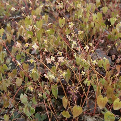 6 x Epimedium Pinnatum 'Black Sea' - Elfenbloem pot 9x9cm - Donkerpaarse bloemen, bodembedekker