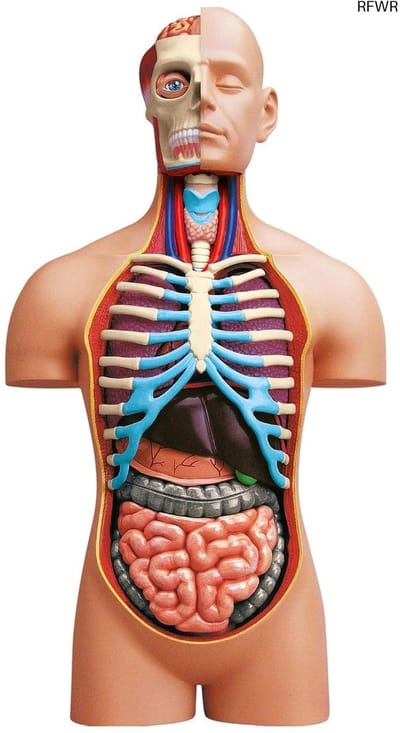 RFWR® Realistisch Anatomiemodel voor Kinderen - Educatief Speelgoed voor Grondige Ontdekking van het Menselijk Lichaam - Vanaf 8 Jaar