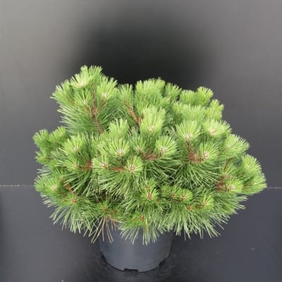 Plants Online BV - Planten - Haagplanten - Coniferen - Tuinplanten - Sier coniferen - Set van 1 - Pinus nigra 'Nana'