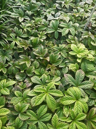 6x Kijkblad - Rodgersia pinn. 'Dark Pokers' | 9x9 cm pot