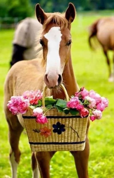 Diamond Painting Volwassenen -Paard - 50x60cm - Ronde Steentjes - Paard met bloemen