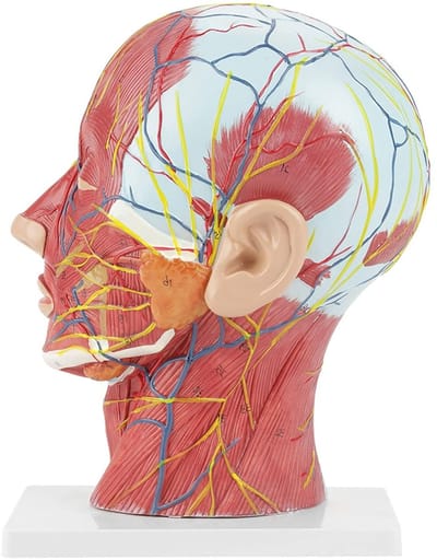 Levensgroot Anatomisch Model van de Menselijke Hoofd en Nek voor Wetenschappelijk Onderwijs met Gedetailleerde Spier- en Vaatstructuren