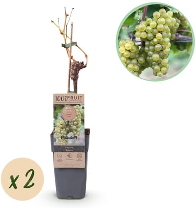Green boutiQ - Fruitplant - Vitis vinifera Bianca - Druivenplant - Geent - Witte Druif - 2 Planten - Pot 15cm - Hoogte 50cm
