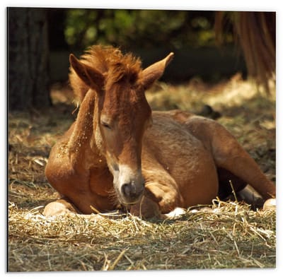 Dibond - Liggend Bruin Paard - 50x50cm Foto op Aluminium (Met Ophangsysteem)