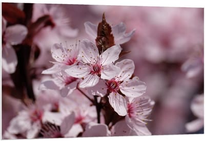 Forex - Roze Bloemen aan Takken  - 120x80cm Foto op Forex