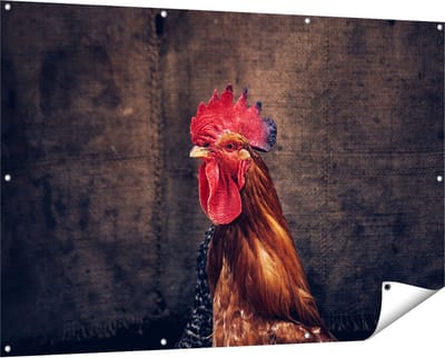 Gards Tuinposter Haan van Dichtbij - 150x100 cm - Tuindoek - Tuindecoratie - Wanddecoratie buiten - Tuinschilderij