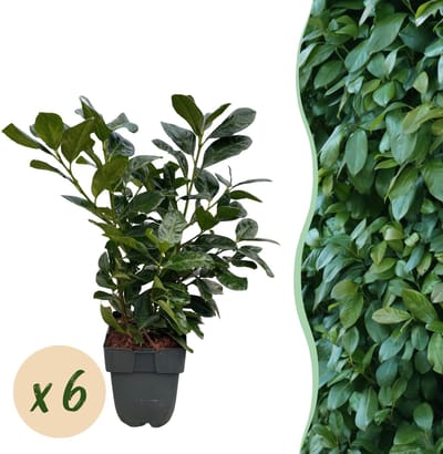 Plantenboetiek.nl | Prunus laurocerasus Etna - blad groen - 6 planten - 1 strekkende meter - groenblijvend - pot 17cm hoogte 50cm - Haagplanten - Ø20cm - 40-50cm hoog - Tuinplant