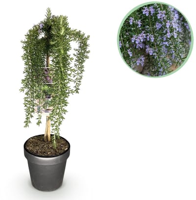 Green boutiQ - Plant op Stam - Rosmarinus officinalis Prostratus - Terras Plant - Bladhoudend - Winterhard -Paarse Bloem - Pot 19cm Hoogte 70 - 90cm