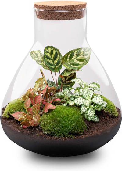 Terrarium - Sam XL Red - ↑ 35 cm - Ecosysteem plant - Kamerplanten - DIY planten terrarium - Mini ecosysteem