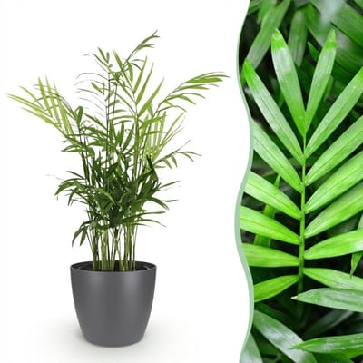Plantenboetiek.nl | Chamaedorea elegans - Goudpalm - Huisdiervriendelijke Plant - Groen - met Potter Grijs - Ø12cm - 15cm hoog - Kamerplant - Arrangement - Plant met pot