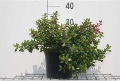 Escallonia 'Red Dream' 20 - 25 cm in pot