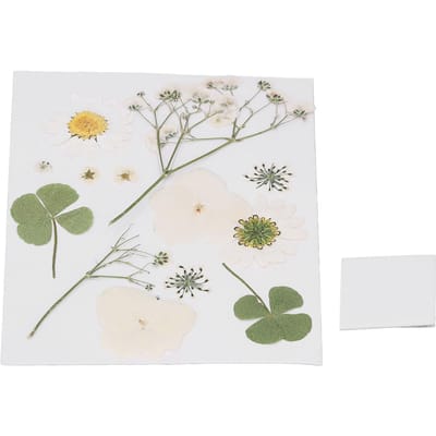 Fleurs séchées pressées Bricolage Artisanat Marque-page Fleur Fleurs naturelles Étuis de téléphone Fleurs pressées Plante fleur séchée white