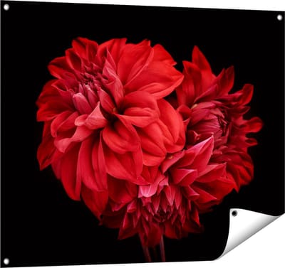 Gards Tuinposter Rode Dahlia Bloemen - 100x80 cm - Tuindoek - Tuindecoratie - Wanddecoratie buiten - Tuinschilderij