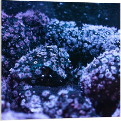 Forex - Blauw/Paarse Struiken - 80x80cm Foto op Forex