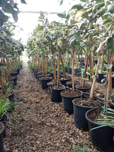 Sunny Tree - Citroenboom 90 cm - Tiger Lemon - 3 Jaar Oud - Citrusboom in 10L Pot - Voor Binnen en Buiten