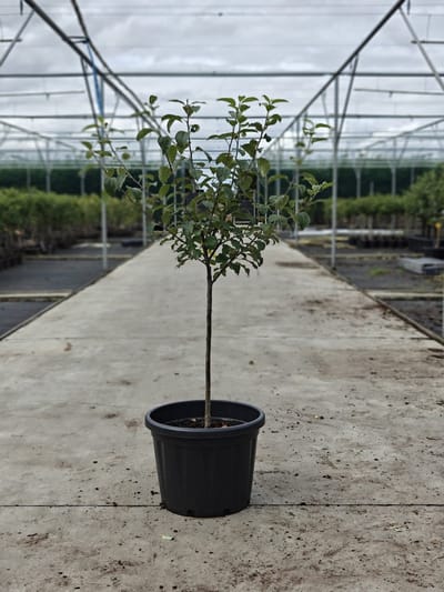 Malus domestica - Oude Appelboom 'James Grieve' - Onderstam M111 - 45L pot - ca. 2m