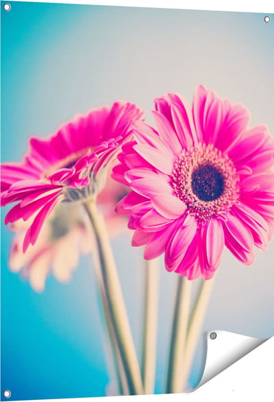 Gards Tuinposter Twee Roze Anjers - Bloemen - 80x100 cm - Tuindoek - Tuindecoratie - Wanddecoratie buiten - Tuinschilderij