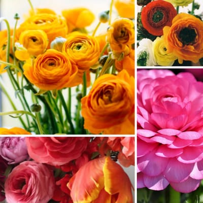 Aziatische ranonkel (Ranunculus Asiaticus) - Ranonkels Mix - Ranunculus - Bijen-Vlinders - Snijbloemen - (Ook)-Voor in huis - Zomerbollen