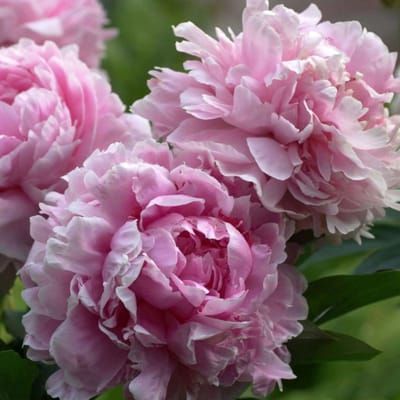 Pioenroos (Paeonia lactiflora) - roze - Paeonia Sarah Bernardt - Bijen-Vlinders - Geurend - Snijbloemen - Vaste planten - Voorjaarsbollen
