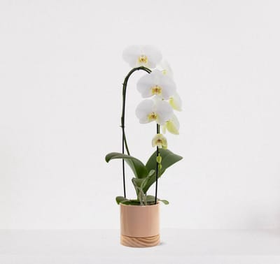 Phalaenopsis Cascade wit in sierpot Emma Wood taupe – bloeiende witte Orchidee – kamerplant - 50-65cm - Ø13 – grootbloemig - geleverd met plantenpot – vers uit de kwekerij