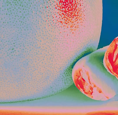 Citrus Citrus - Albedo Massima (LP)