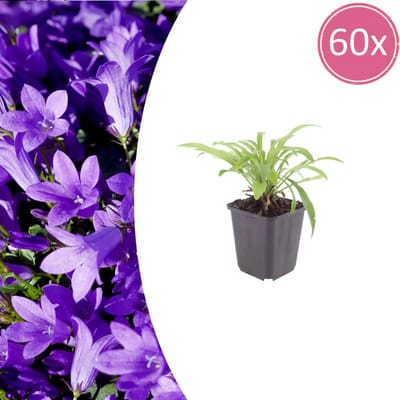 Tuinplantenshop.com | Campanula pers. 'Coerulea' | 60 stuks - Ø9cm - 10-25cm hoog - Tuinplant