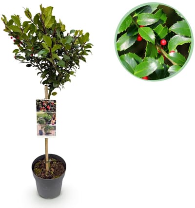 Green boutiQ - Tuinplant - Ilex meserveae Blue Maid - Plant op stam - Terras Plant - Bladverliezend - Weinig Onderhoud - Pot 19cm Hoogte 90cm