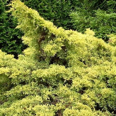Juniperus Pfitzeriana 'Aurea' - Jeneverbes 25-30 cm in pot